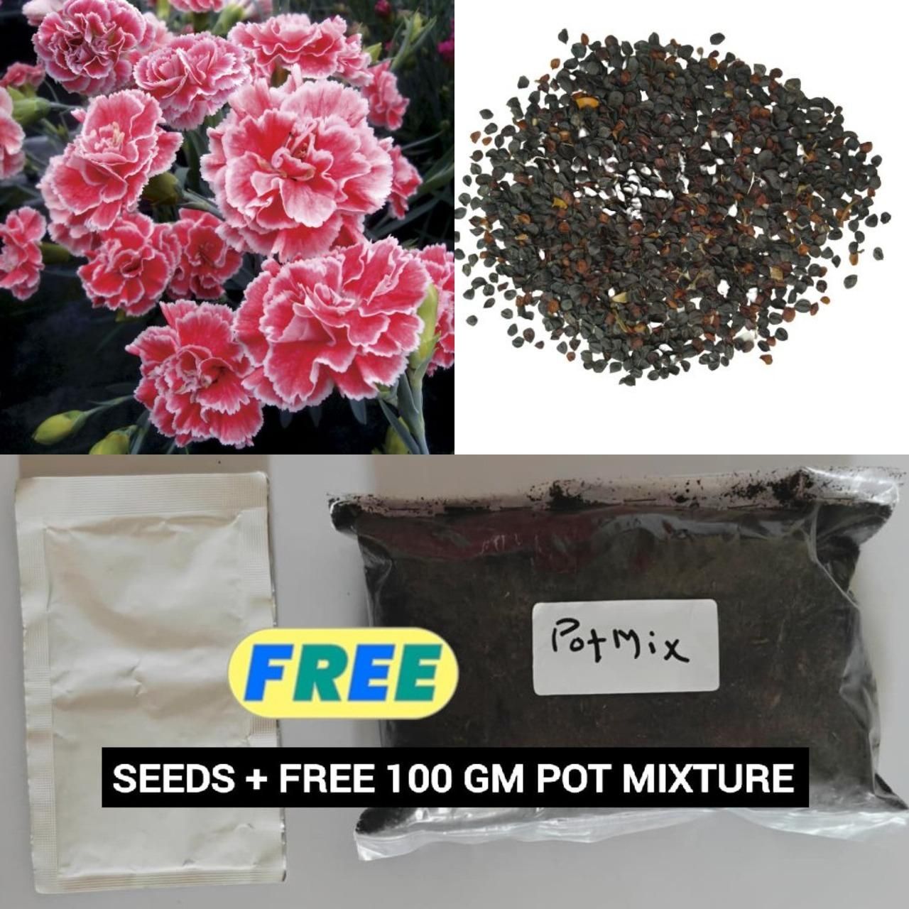 Carnation Seeds (Free Pot Mixture 100 gm)
